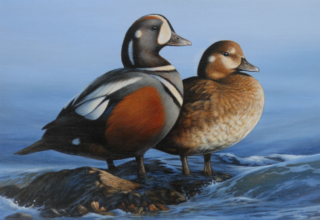 Harlequin Ducks