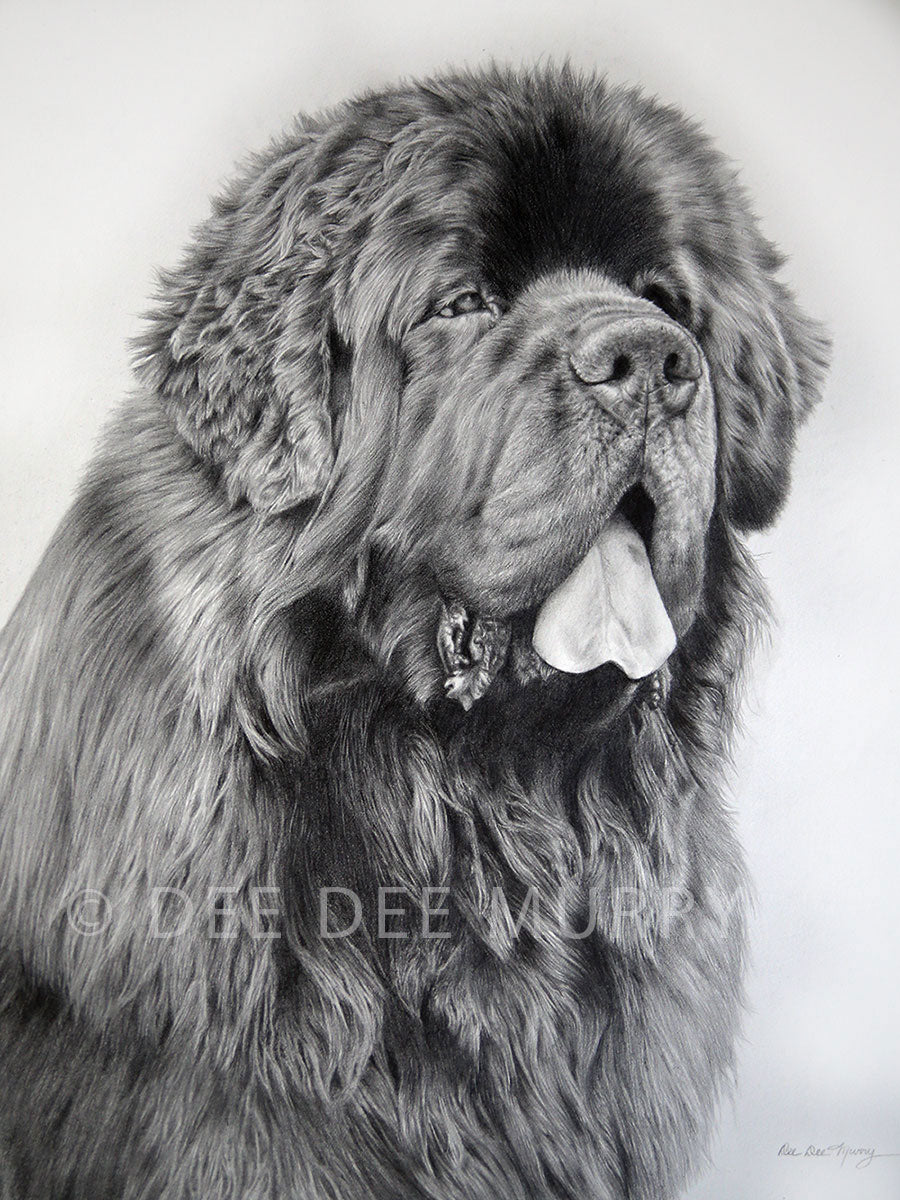 Pet Portraits in Graphite Pencil