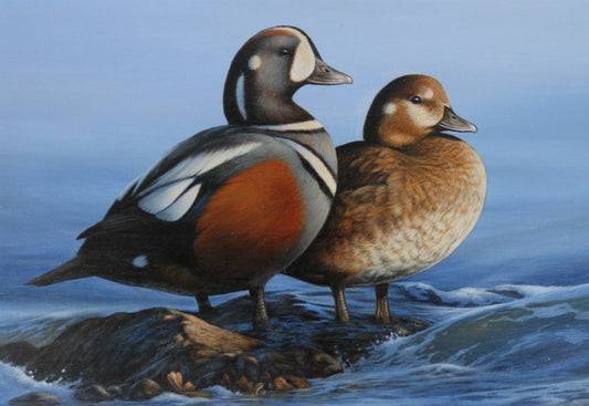 Harlequin Ducks