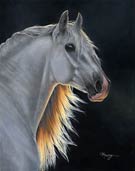 andalusian stallion art picture