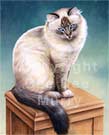 Ragdoll Cat Art Picture